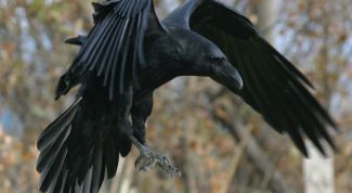 Картинка по теме - как отличить ворона от вороны