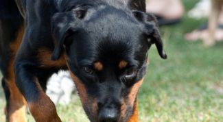 Картинка по теме - как отучить собаку бояться