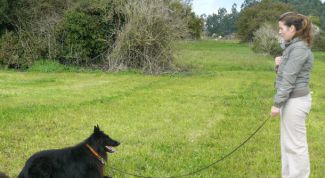 Картинка по теме - как научить команде 