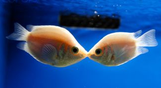 Картинка по теме - как отличить самца гурами от самки