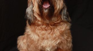 Картинка по теме - как научить команде 