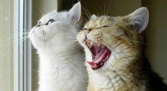 Картинка по теме - как научить разговаривать кошку