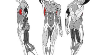 Картинка по теме - как накачать зубчатые мышцы