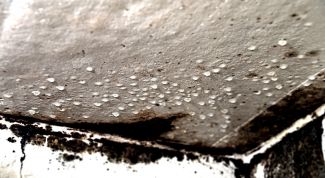 Картинка по теме - как избавиться от черной плесени на стенах