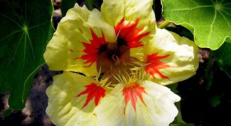 Картинка по теме - как посадить настурцию