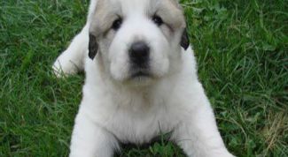 Картинка по теме - как вывести блох у собаки