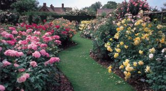 Картинка по теме - как посадить саженцы роз