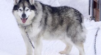 Картинка по теме - как отдать собаку в приют