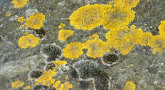 Картинка по теме - как избавиться от плесени на потолке