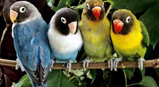 Картинка по теме - как подрезать клюв попугаю