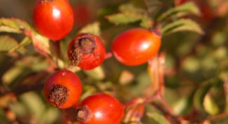 Картинка по теме - как заварить ребенку шиповник