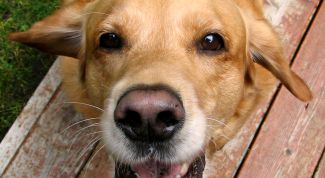 Картинка по теме - как научить собаку лаять