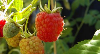 Картинка по теме - как подрезать малину