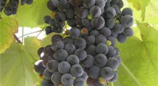 Картинка по теме - как приготовить чачу