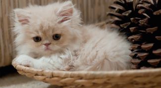 Картинка по теме - как выбрать имя для котенка