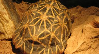 Картинка по теме - как сшить черепаху