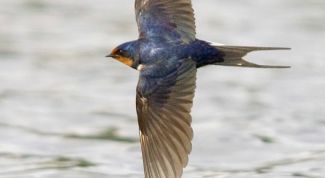 Картинка по теме - как нарисовать ласточку