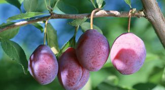 Картинка по теме - как готовить сливовый пирог