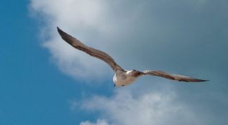 Картинка по теме - как нарисовать чайку