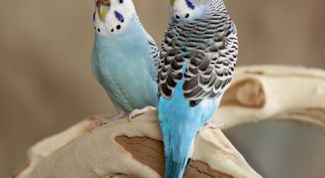 Картинка по теме - как отличить пол волнистых попугаев