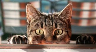 Картинка по теме - как научить кошку командам