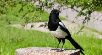 Картинка по теме - как нарисовать сороку