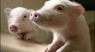 Картинка по теме - как приготовить комбикорм