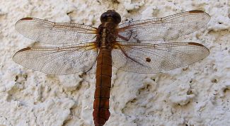 Картинка по теме - как нарисовать стрекозу