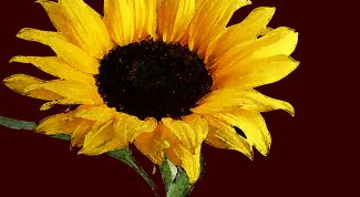 Картинка по теме - как рисовать подсолнух