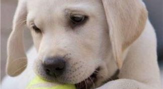 Картинка по теме - как воспитывать щенка лабрадора