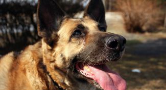 Картинка по теме - как перестать бояться собак