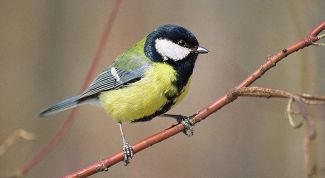 Картинка по теме - как нарисовать синицу