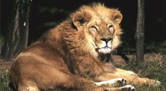 Картинка по теме - как рисовать льва карандашом