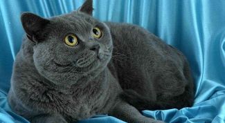 Картинка по теме - как узнать о беременности кошки