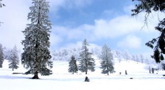 Картинка по теме - как нарисовать зимнее дерево