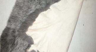 Картинка по теме - как обработать шкуру кролика