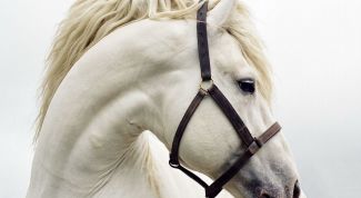 Картинка по теме - как одеть лошадь
