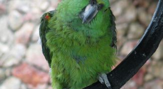 Картинка по теме - как лечить клеща у попугая