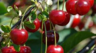 Картинка по теме - как готовить компот из черешни