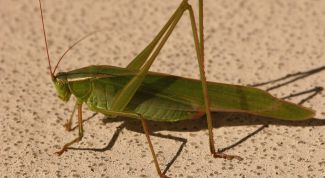 Картинка по теме - как нарисовать кузнечика