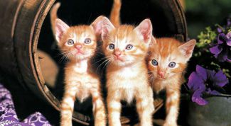 Картинка по теме - как вырастить котенка