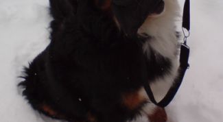 Картинка по теме - как выдрессировать собаку