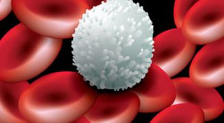 Картинка по теме - как повысить содержание лейкоцитов