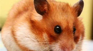 Картинка по теме - как отличить самца хомяка
