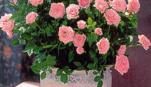Картинка по теме - как выращивать розы дома