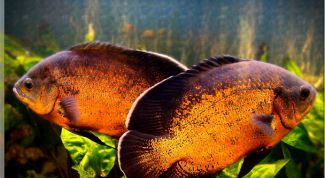 Картинка по теме - как кормить астронотуса