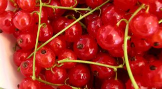 Картинка по теме - как готовить вино из красной смородины