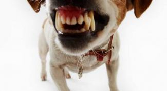 Картинка по теме - как отучить собаку кусаться