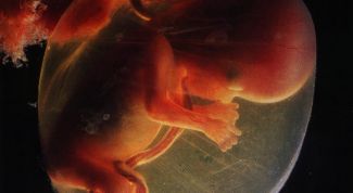 Картинка по теме - как определить положение ребенка в животе