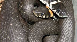 Картинка по теме - как поймать ужа 